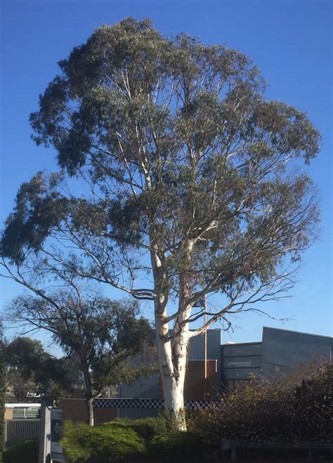 Iconic Australian Gum Eucalyptus Tree Eucalyptus Tree Tree First