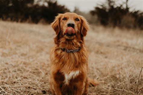 Learn more about arkansas river golden retrievers in arkansas. Red Golden Retriever in 2020 | Golden retriever red ...
