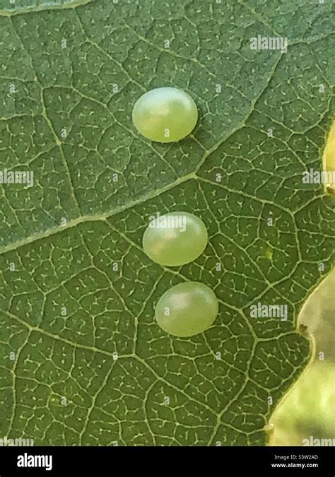 Poplar Hawk Moth Laothoe Populi Eggs On The Underside Of A Poplar Leaf