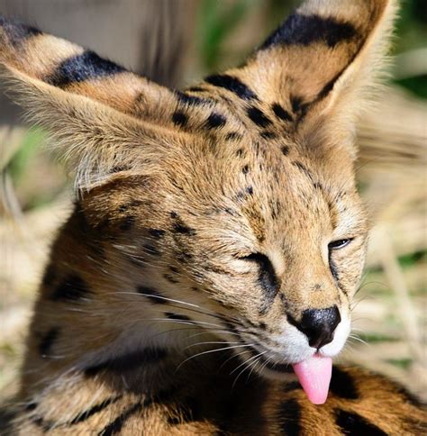 Serval Serval Cats African Serval Cat Cute Wild Animals