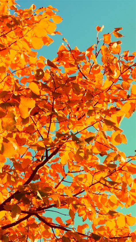 Wallpaper Tree 5k 4k Wallpaper Sky Autumn Yellow Leaves Nature 5695