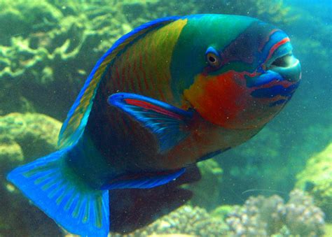 The Hidden Mysteries of the Parrotfish – The Light Behind the Story