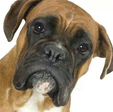 Just Look At That Mug Boxer Dogs Funny Boxer Puppies Boxer Dog