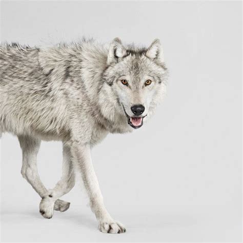 Gray Timber Wolf Timber Wolf Pet Portraits Animals Beautiful