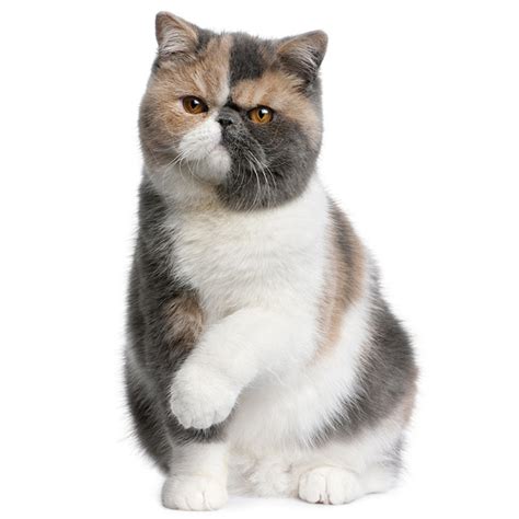 Persian cats definitely hold celebrity status amongst all cat breeds seen today. Exotic Shorthair Cat Breed Information | Temperament & Health