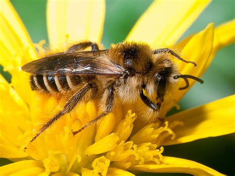 Bees are able to sense the presence of desirable flowers through ultraviolet patterning on flowers, floral odors, and even electromagnetic fields. Interactions with Rhododendron ponticum