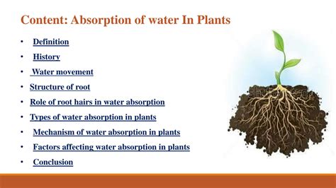 Solution 2 Absorption Of Water In Plants Pathways And Driving Forces