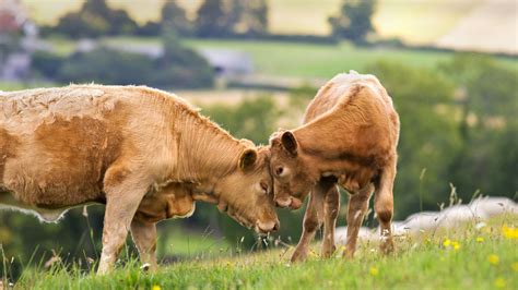 Cow Calf Bing Wallpaper Download