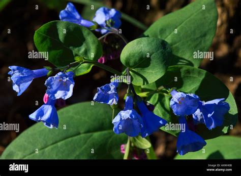 Virginia Bluebells Also Called Virginia Cowslip In Bloom Mertensia