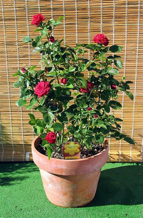 Cómo Cultivar Rosas Trepadoras En Macetas Conoce Más De Tu Jardín