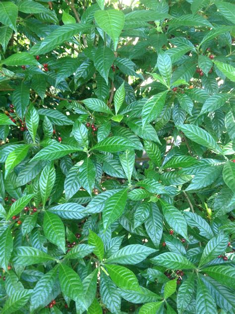 Wild Coffee Psychotria Nervosa Is A Florida Native Typically Found In