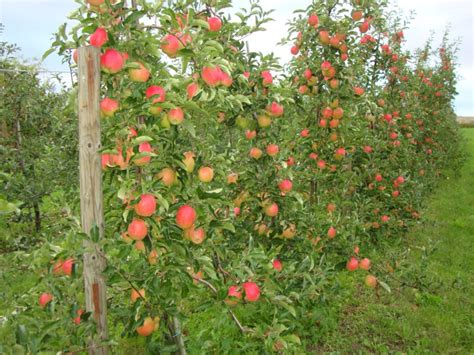 Viele obsthöfe im alten land bieten besuchern die möglichkeit zum selbstpflücken an. Äpfel - Erdbeer-Paradies Freudenbergerhof
