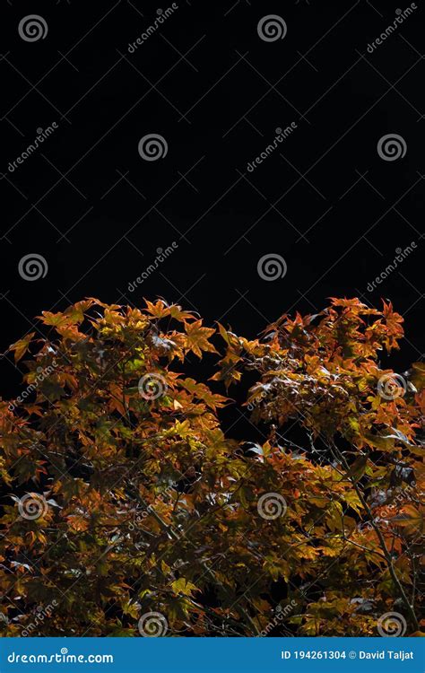 Illuminated Colorful Tree Canopy At Night Stock Photo Image Of