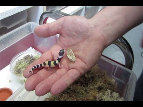 13:19 sarto00tube 13 509 просмотров. Gecko léopard naissant - YouTube