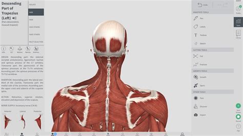 Remember that after a neck strain, the muscles in the neck will often become tight, guarding the affected area and limiting motion and mobility. COMMON CAUSES OF NECK PAIN | Neck Pain Muscle Knot | OBTS ...