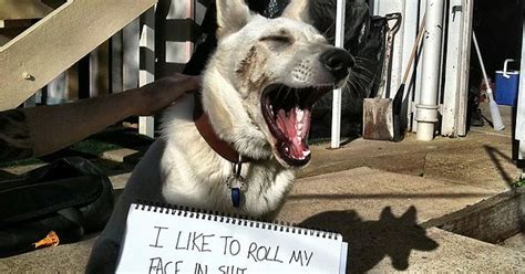 Dog Shaming Imgur