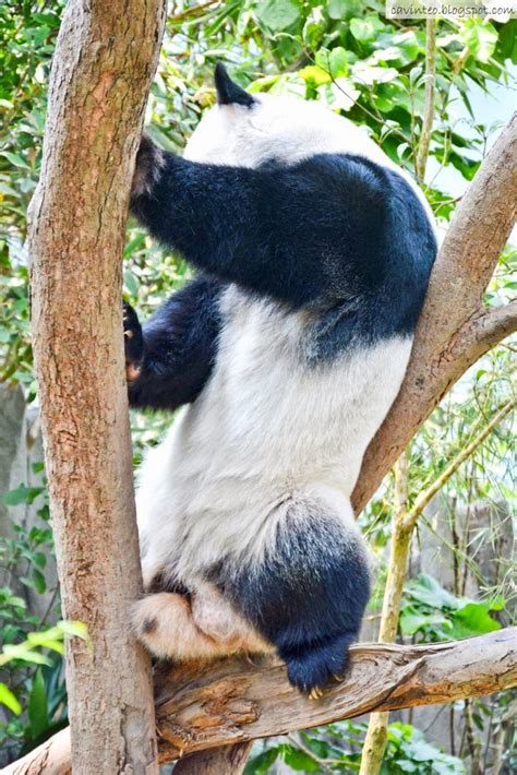 All prices shown are in singapore dollars and inclusive of 7% gst. Entree Kibbles: Giant Panda Forest - Saying Hi to Kai Kai ...