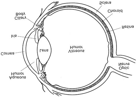 Structure Of The Human Eye Figure Taken From Wistow 1995 Download