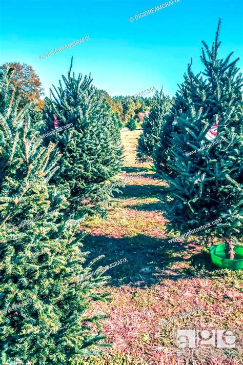 South Carolina Christmas Tree Farm On A Sunny Day Stock Photo Picture