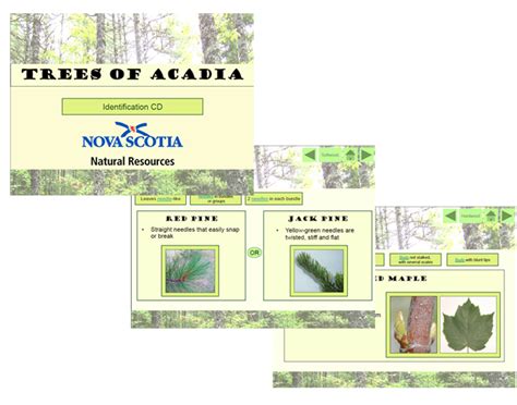 People who live in nova scotia are called nova scotians. Interactive Guide to common native trees of Nova Scotia ...