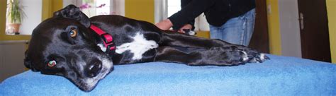 Was ist Tierphysiotherapie? – Tierphysiotherapie & Osteopathie Manuela