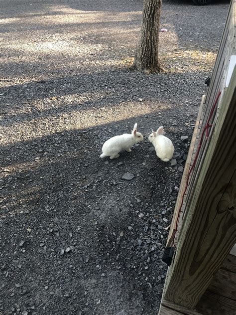 How To Make Your Backyard Rabbit Friendly Backyard Bunny News Medium