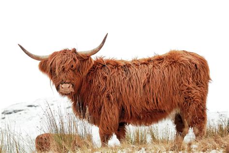 Scottish Highland Cow Photograph By Grant Glendinning Fine Art America