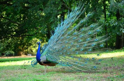 Why Do Peacocks Spread Their Feathers Explained Bird Avid