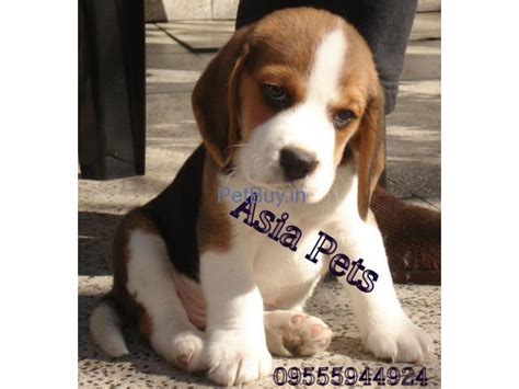Look at pictures of beagle puppies who need a home. Beagle Puppies For Adoption In Kerala | Beagle Puppy