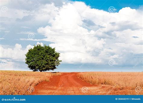 Lonely Tree On Field Under Blue Sky And Different Clouds Stock Image