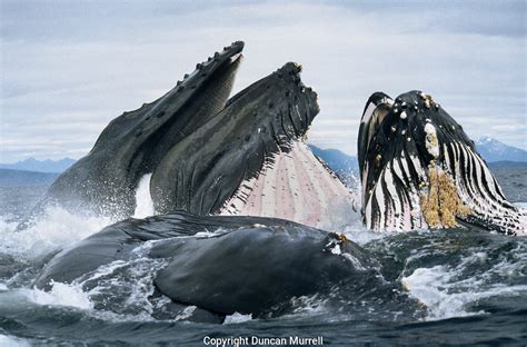 I was in his closed mouth for about 30 to 40 seconds before he rose to the surface and spit me out. Humpback Whales (Megaptera novaeangliae) bubble net ...