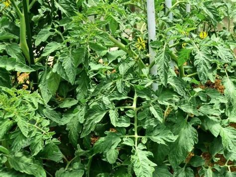 Most often this is due to a lack of water and nutrients. Why are My Tomato Plants Not Flowering? + Solutions