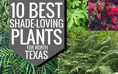 Maybe you would like to learn more about one of these? Plants for Dallas - Your Source for the Best Landscape ...