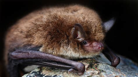 Daubentons Bat Myotis Daubentonii Woodland Trust