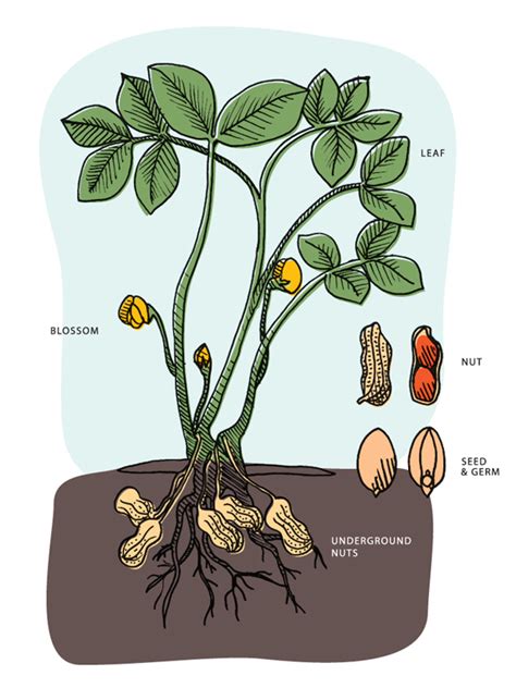 If your bouquet, designed and delivered by a professional florist, does not a bouquet of flowers, done correctly, might last a week. How Peanuts Grow | Florida Peanut Producers