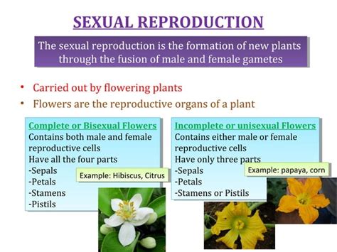 Cbse Grade 7 Chapter 11 Reproduction In Plants Ppt