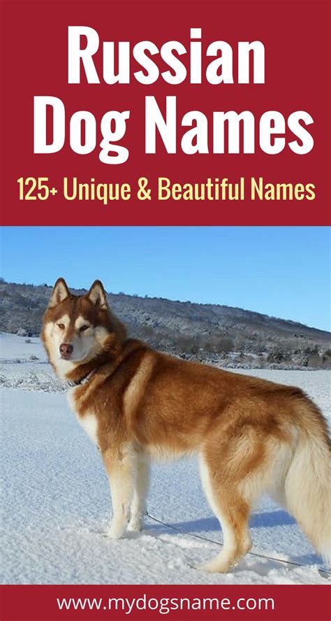 Russian Dog Names 165 Unique And Beautiful Options My Dogs Name