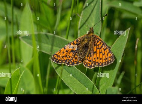 Silver Bordered Fritillary Butterfly Hi Res Stock Photography And