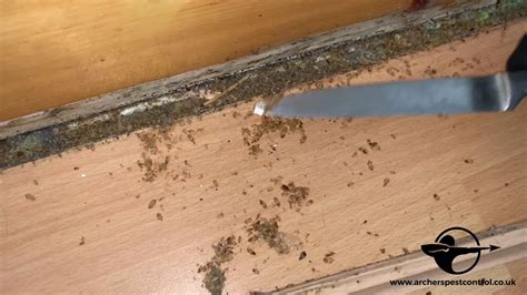 What Are Bed Bugs And How To Get Rid Of Them Archers Pest Control