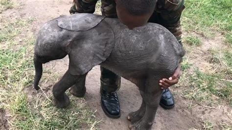 Orphaned Baby Elephant Rescued By Helicopter In Kenya