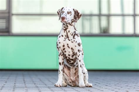 Are Dalmatians Good Guard Dogs Typical Breed Traits And Faqs Hepper
