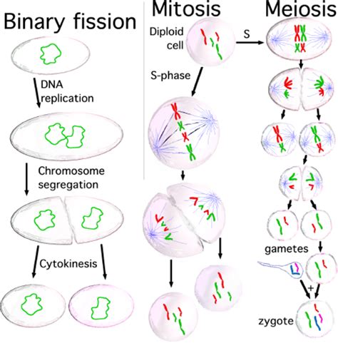 Cell Division Mitosis And Meiosis Owlcation