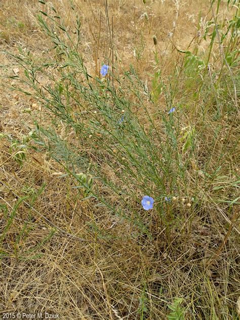 Linum Lewisii Blue Flax Minnesota Wildflowers