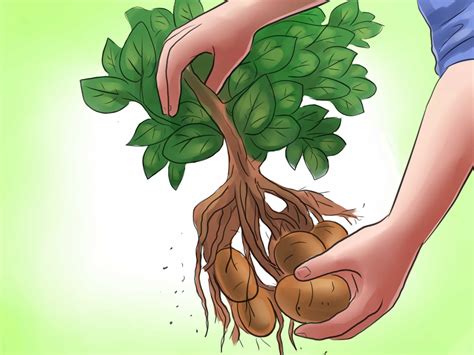 Sweet potatoes are way healthier than white or regular potatoes. 4 Ways to Plant Potatoes in Pots - wikiHow