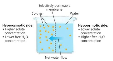 Homeostasis Osmolarity Vs Tonicity Biology Stack Exchange