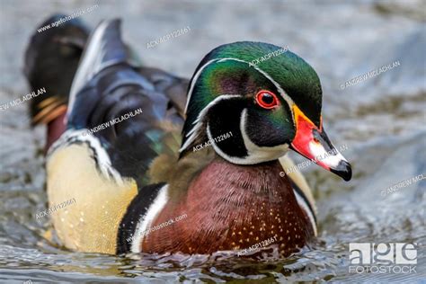 Wood Duck Aix Sponsa At Grendadier Pond In High Park In Toronto