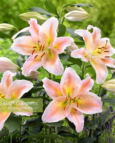 Lilium Salmon Party Stock Photo By Visions Image 0405605