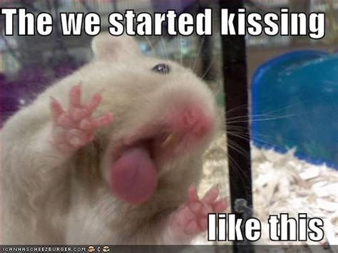 Hamster Then We Started Kissing Like This Funny Animal Images