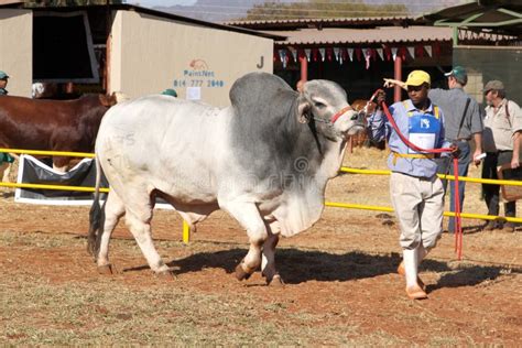 White Brahman Bull Lead By Handler Photo Editorial Photography Image
