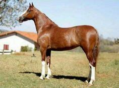 pinto mangalarga horse  mangalarga horse  developed  brazil     crossing